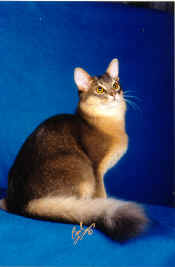 cat_Somali.jpg (5450 Ӧ줸)